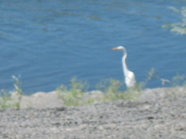 Egret at Moses Lake