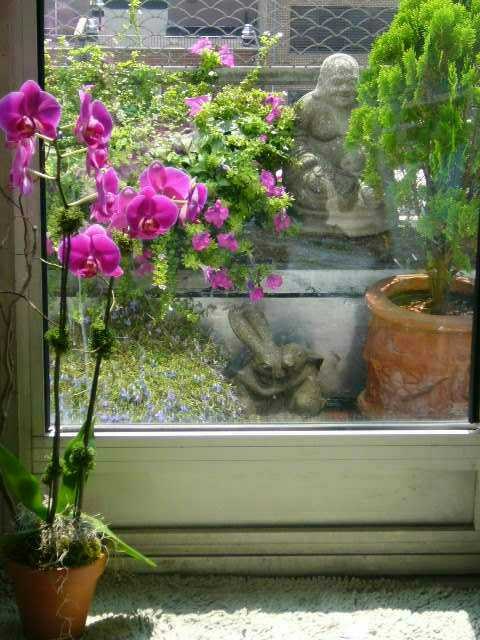 Orchid-Window-Scene